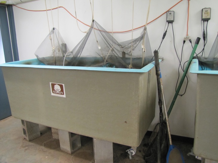 The shrimp nursery, where tiny post-larvae are kept while the salinity level is brought down from ocean level, about 32 parts per thousand, to a more manageable 15 parts per thousand. The process takes approximately 14 days, at which time the shrimp are transferred to the big pool.