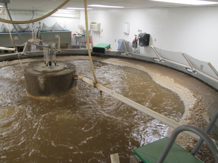 The 6,000 gallon pool where the shrimp are raised. “It looks dirty, but the shrimp love it,” Carrillo said. The water quality is tested regularly for bacteria, nitrates, ammonium and ph levels, “to make sure the quality stays high.”